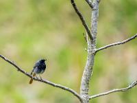 Hausrotschwanz Männchen auf kahlem Zweig